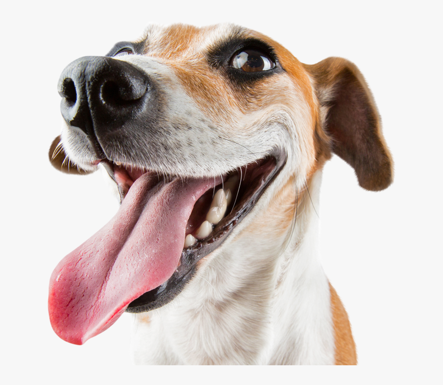 Email Djanos Tu E Mail Y Te Enviaremos- - Happy Dog White Background, Transparent Clipart