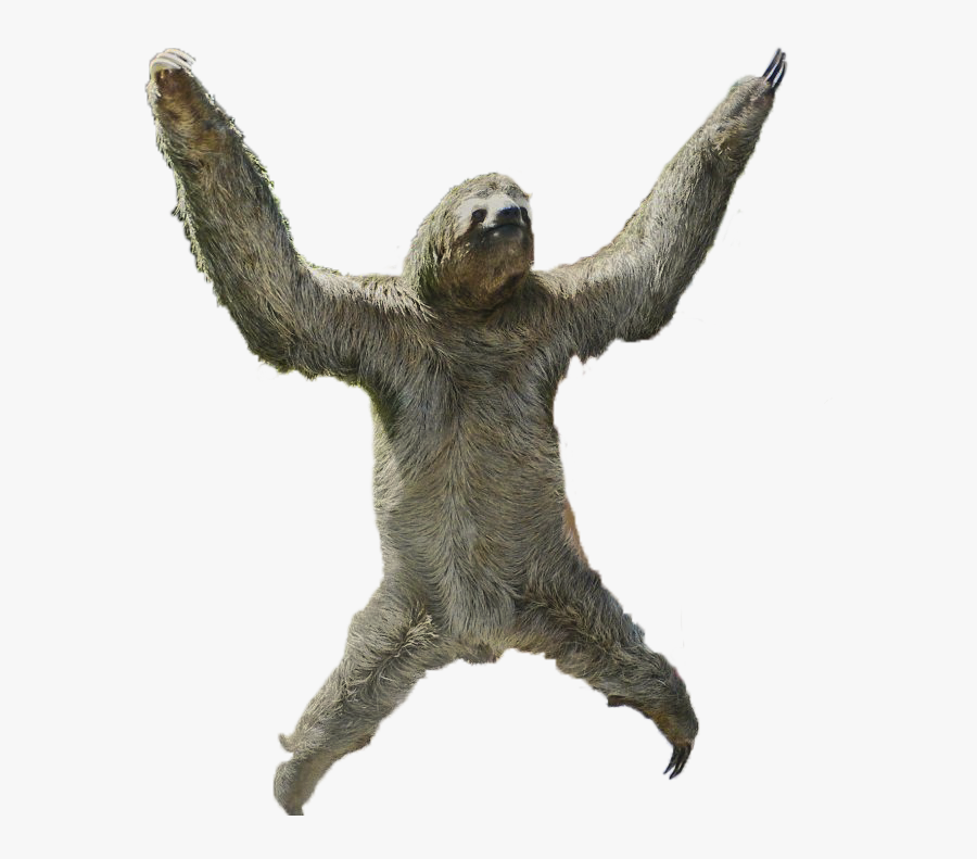 Three Toed Sloth No Background , Transparent Cartoons - Three Toed Sloth No Background, Transparent Clipart