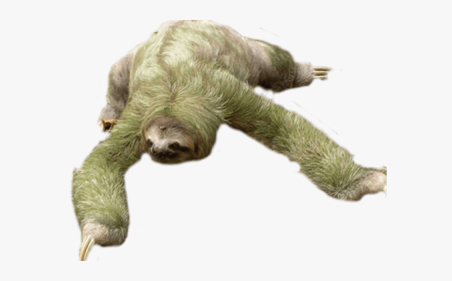 Transparent Baby Sloth Png - Sloth Png, Transparent Clipart