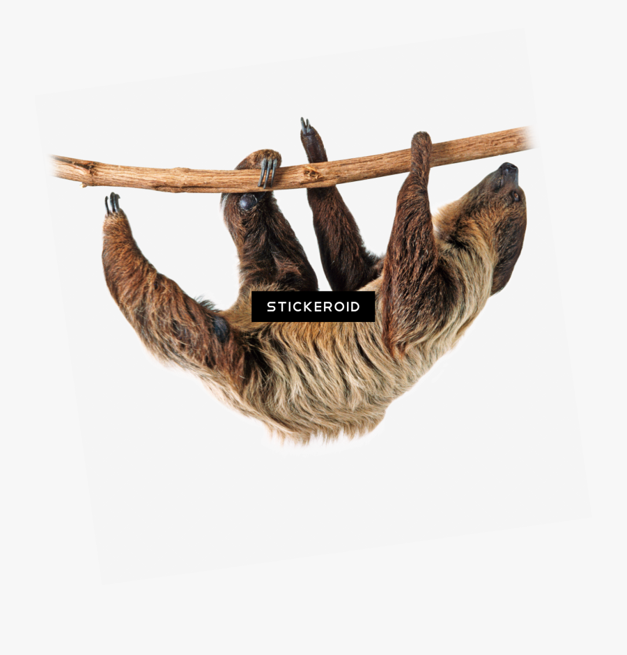 Sloth - Two Toed Sloth Clipart, Transparent Clipart