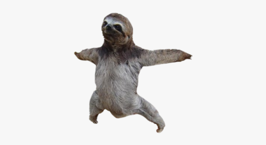 Sloth Png, Transparent Clipart