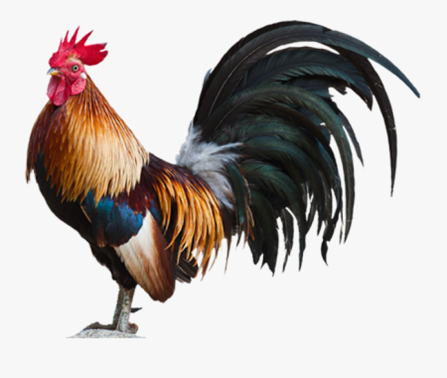 Rooster Clipart Live Chicken - Rooster Png, Transparent Clipart