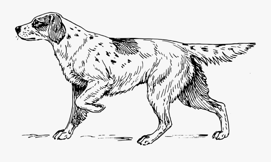 Hound, Dog, Scent, Animal, Biology, Mammal, Pet - Setter Png, Transparent Clipart