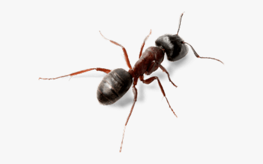 Transparent Background Ant Png, Transparent Clipart