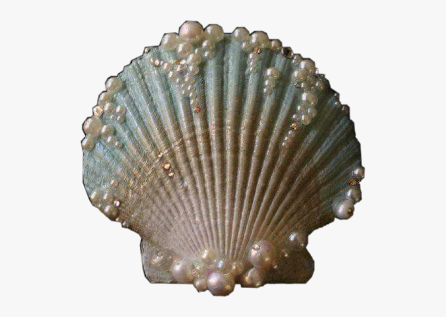 #clam #shell #sea #mermaid #ocean #vintage #water #aesthetic - Shell Aesthetic, Transparent Clipart
