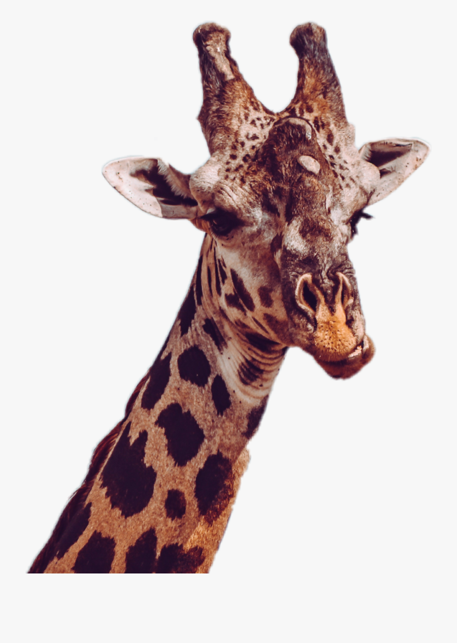 Clip Art Giraffes South Luangwa National - Funny Giraffe Gif, Transparent Clipart