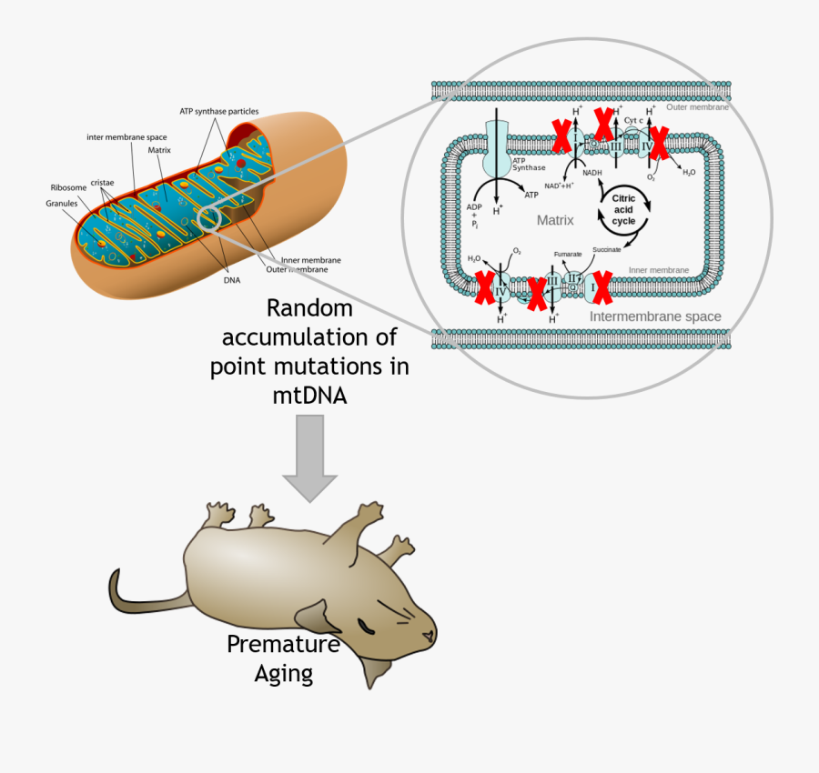 Mitochondria Transparent Mutated - Mitochondria Description, Transparent Clipart