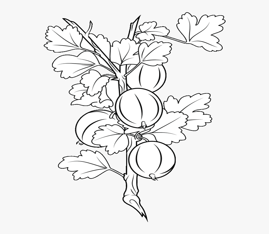 Gooseberry Clipart Black And White - African Daisy, Transparent Clipart