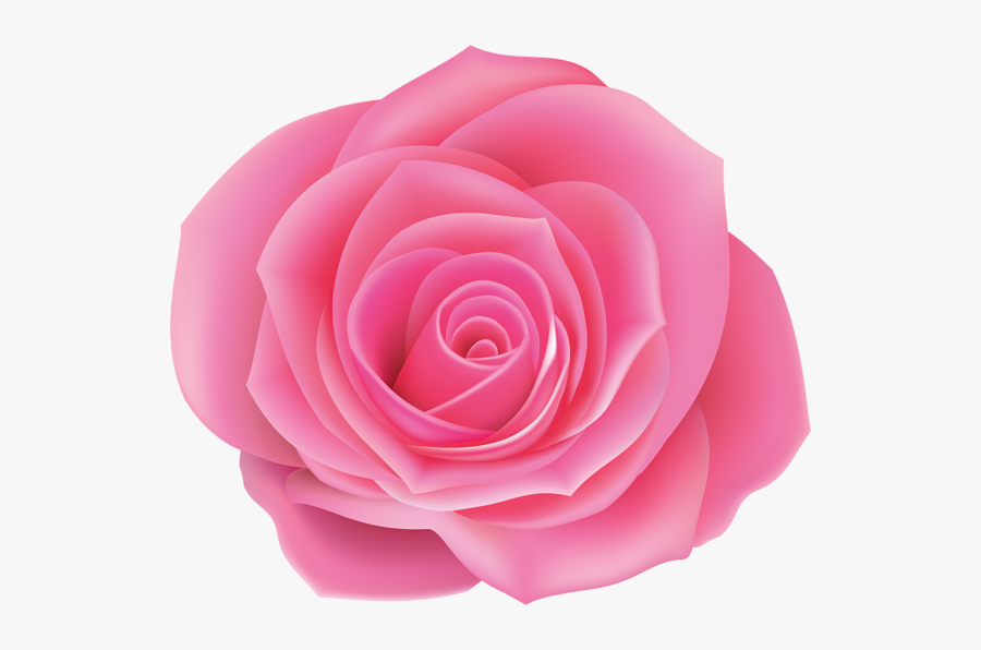 Garden Roses, Transparent Clipart