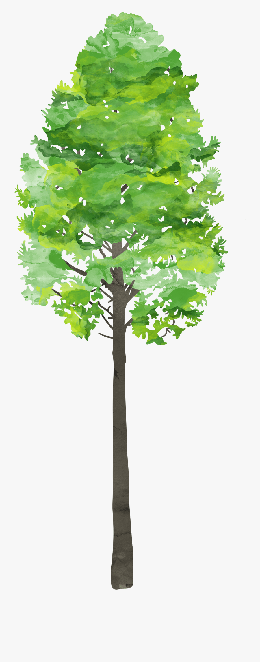 Maidenhair Tree, Transparent Clipart