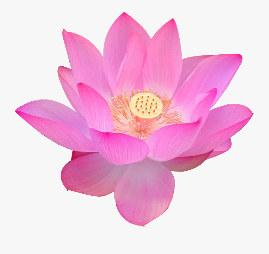 Nelumbo Nucifera Volga Delta Egyptian Lotus Flower - Free Png Transparent Background Png Lotus Flower, Transparent Clipart