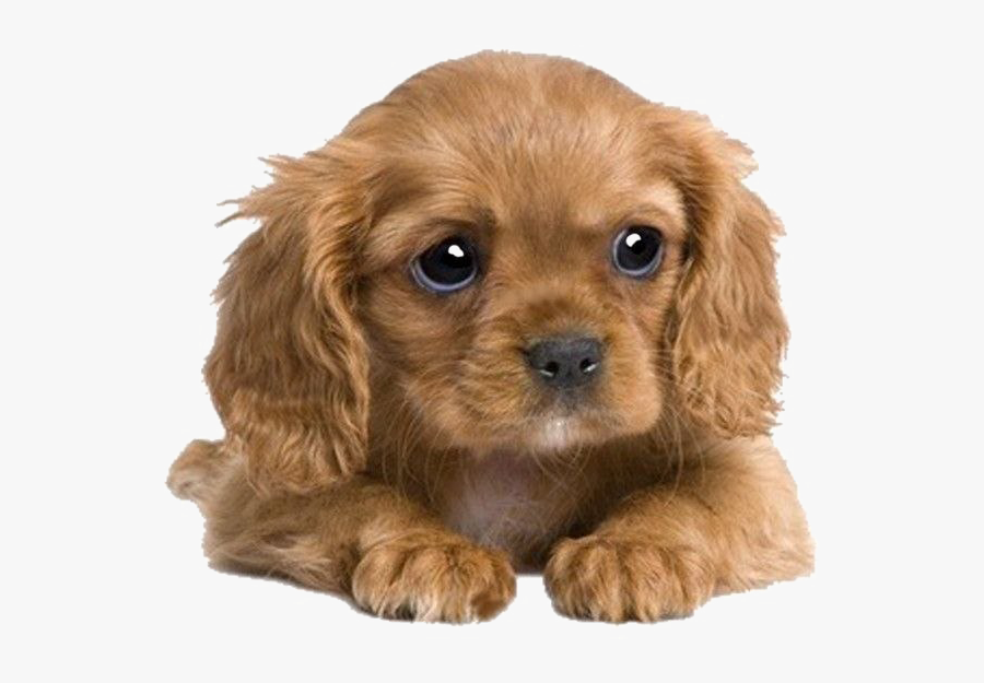 Cavalier King Charles Spaniel - Cocker Spaniel King Charles Puppy, Transparent Clipart