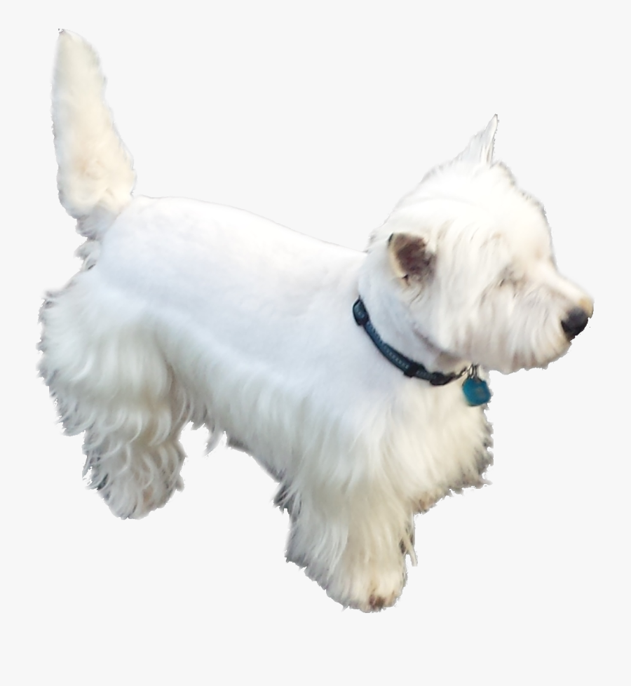 Clip Art Pictures Of Westies - Miniature White Scottish Terrier, Transparent Clipart
