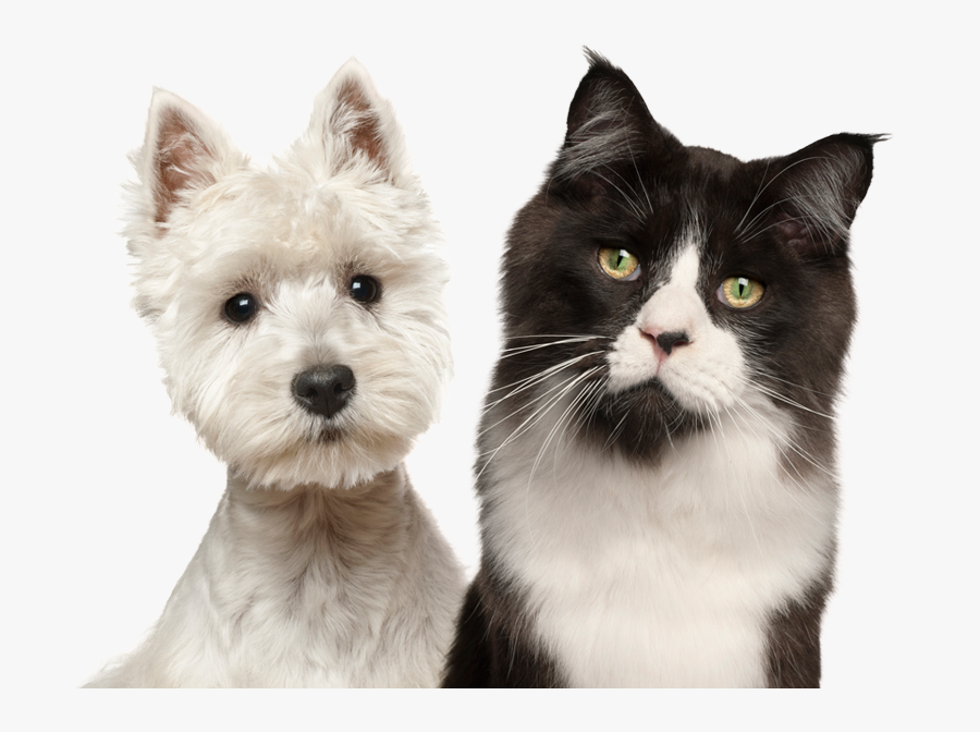 Transparent Dog Cat Png - West Highland White Terrier, Transparent Clipart