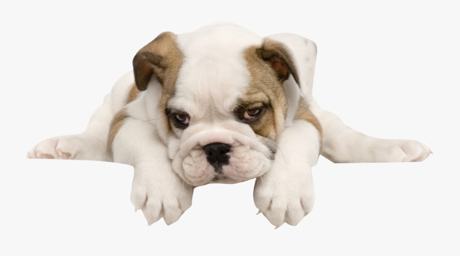 Old English Bulldog Background, Transparent Clipart