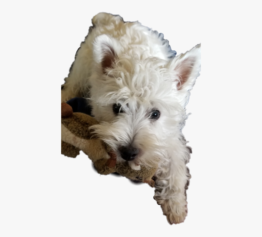 Henry Westie Westhighlandterrier Mydog Freetoedit - West Highland White Terrier, Transparent Clipart