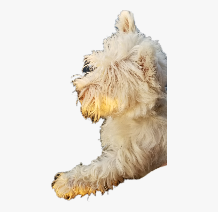 Freetoedit Westie Dog - West Highland White Terrier, Transparent Clipart