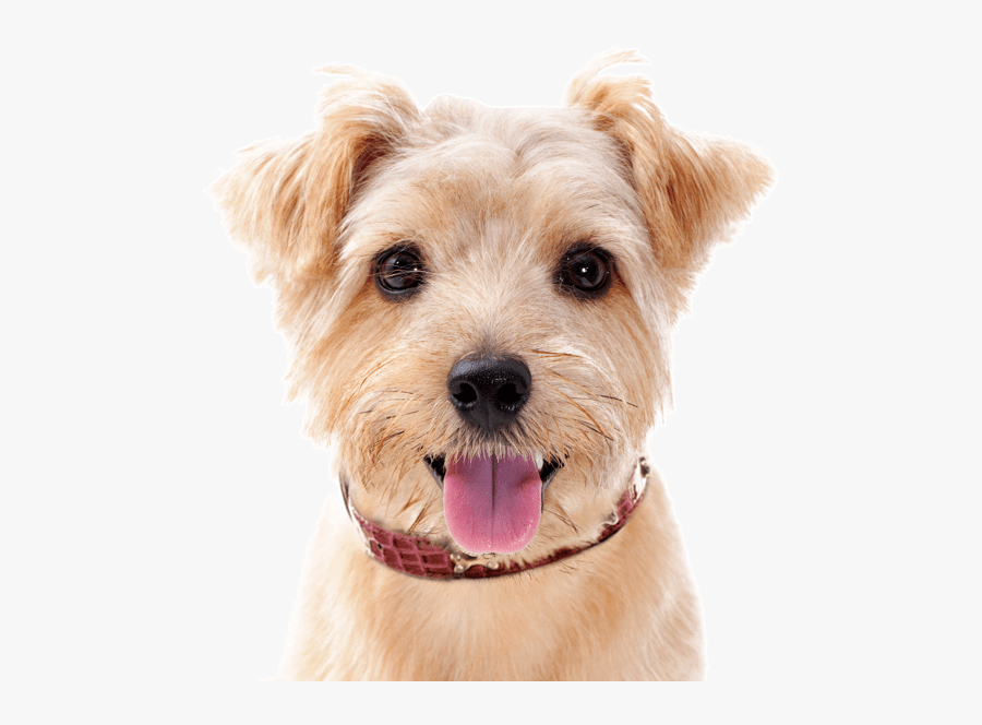 Border Terrier Poodle Mix, Transparent Clipart