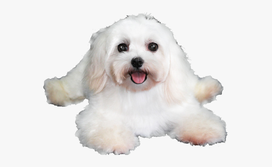 Banner Library Download Maltese Drawing Coton De Tulear - Maltese, Transparent Clipart