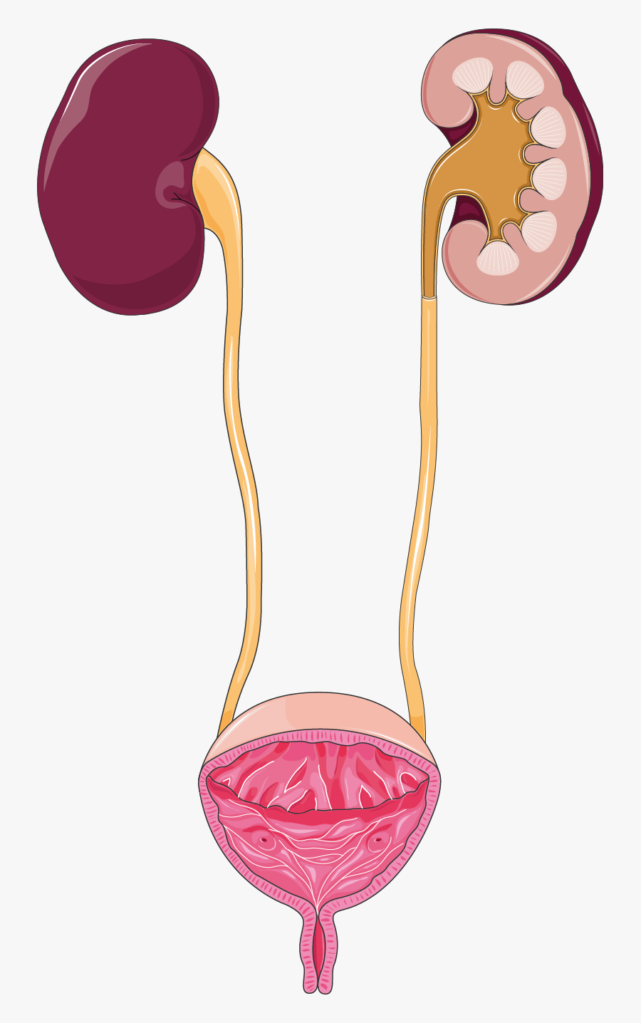 Urinary System Png Clipart , Png Download - Urinary System No Background, Transparent Clipart