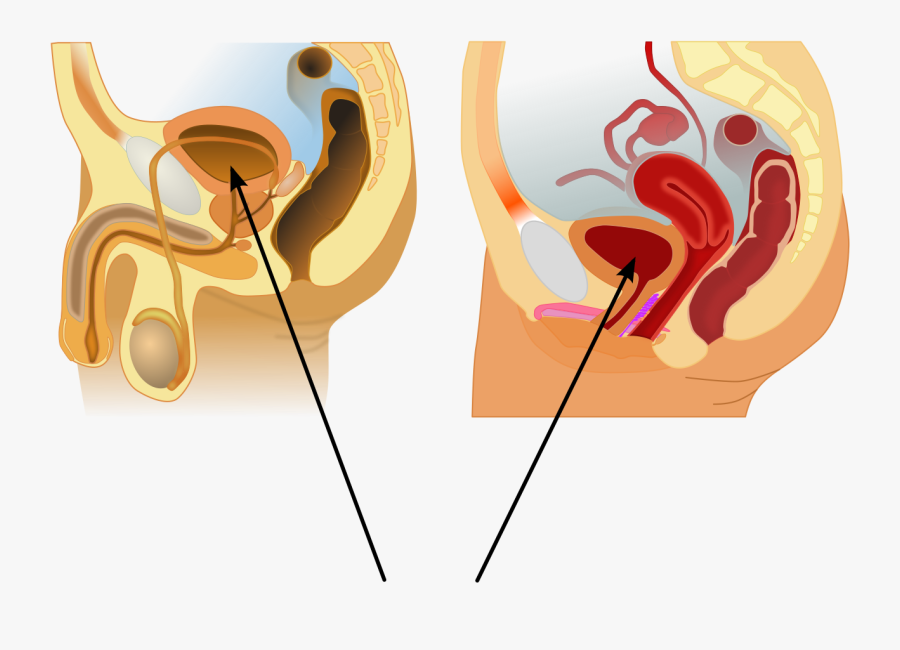 Male Sexual And Reproductive Systems, Transparent Clipart