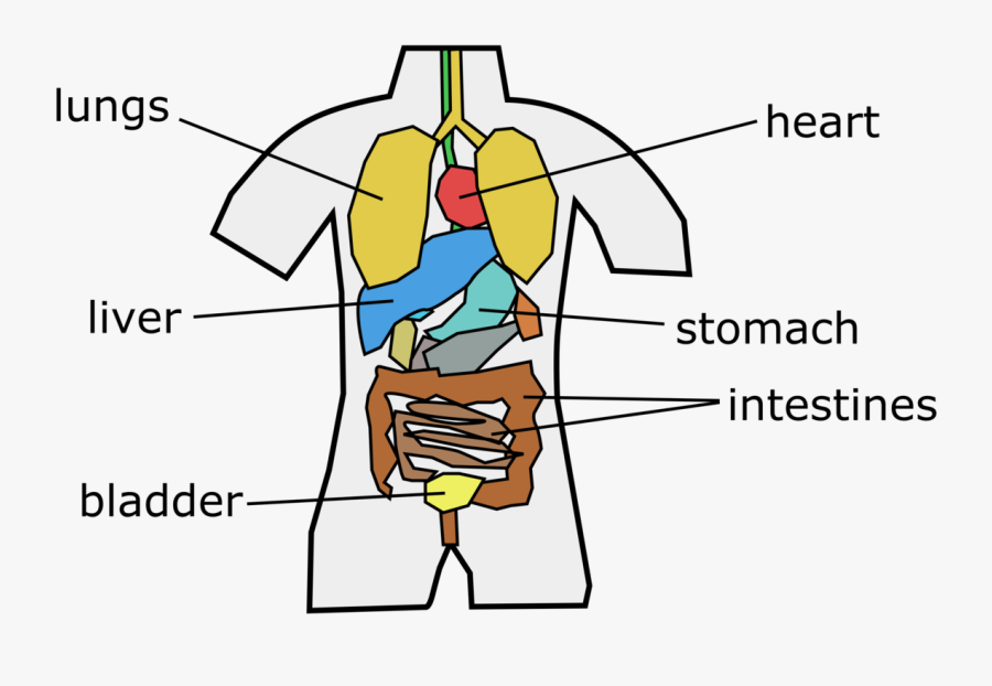 Human Behavior,angle,organ - Cartoon, Transparent Clipart