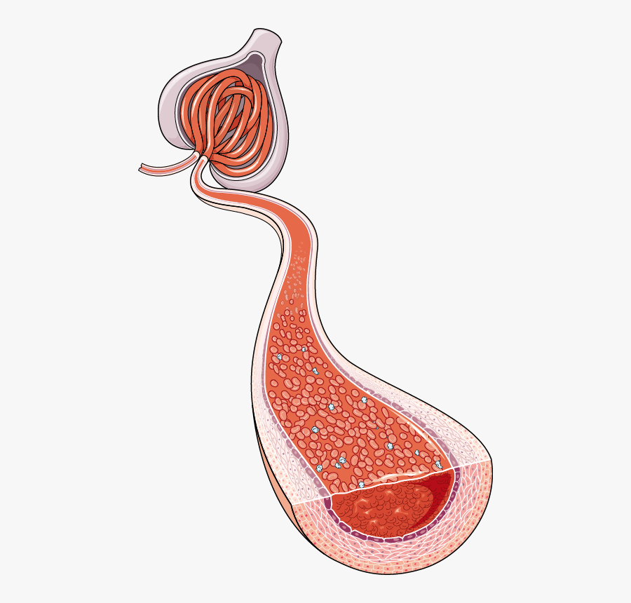 Archives Servier Medical Art Medical Art Servier Urinary