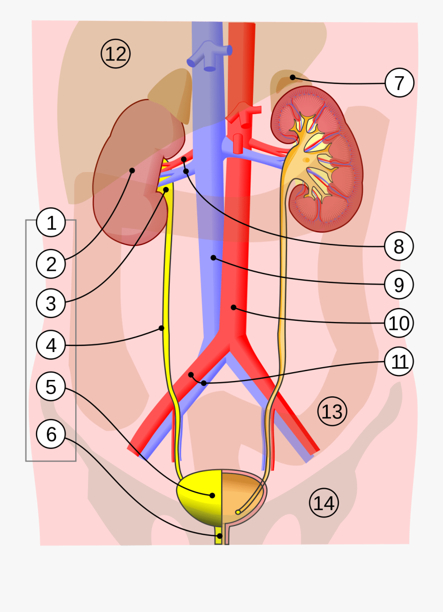 Urinary System, Transparent Clipart