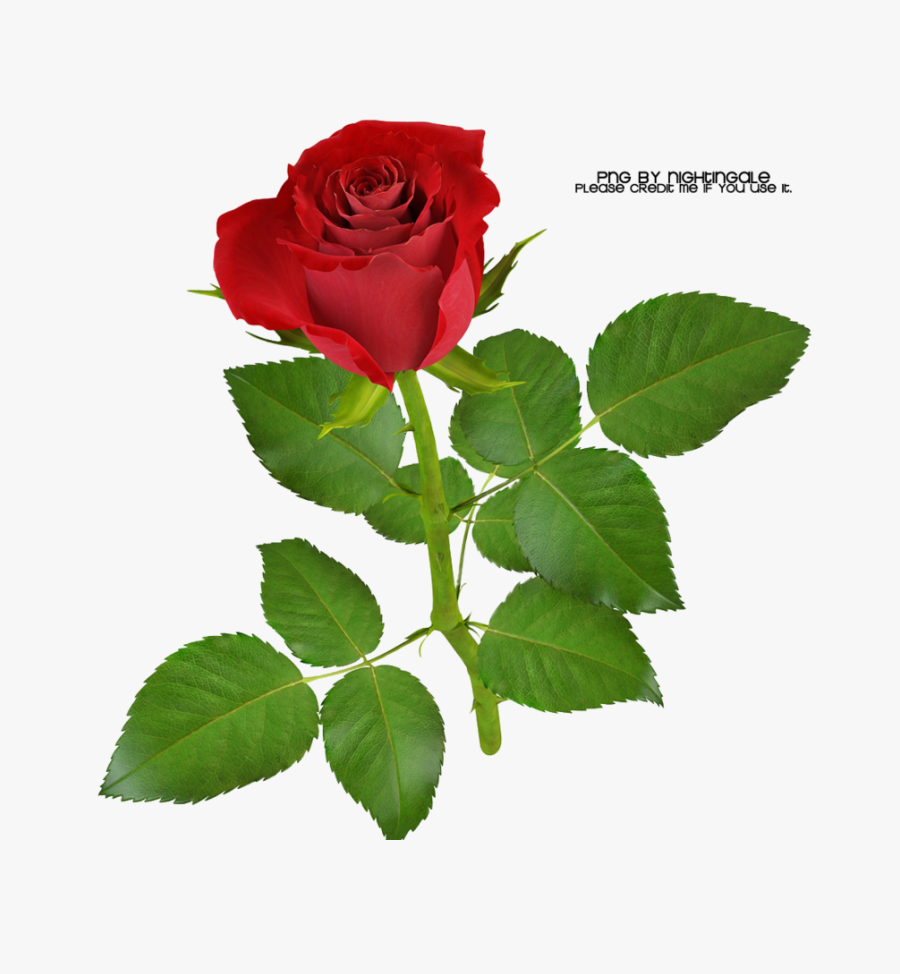 01 Rose Png Made By Nightingale By Taxitoheaven On - Deus Boa Noite Estrela De Minas, Transparent Clipart