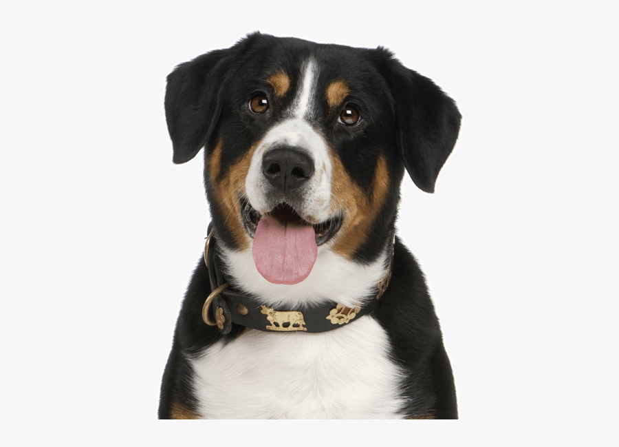 Clip Art Border Collie Bernese Mountain Dog Mix - Bernese Mountain Dog, Transparent Clipart