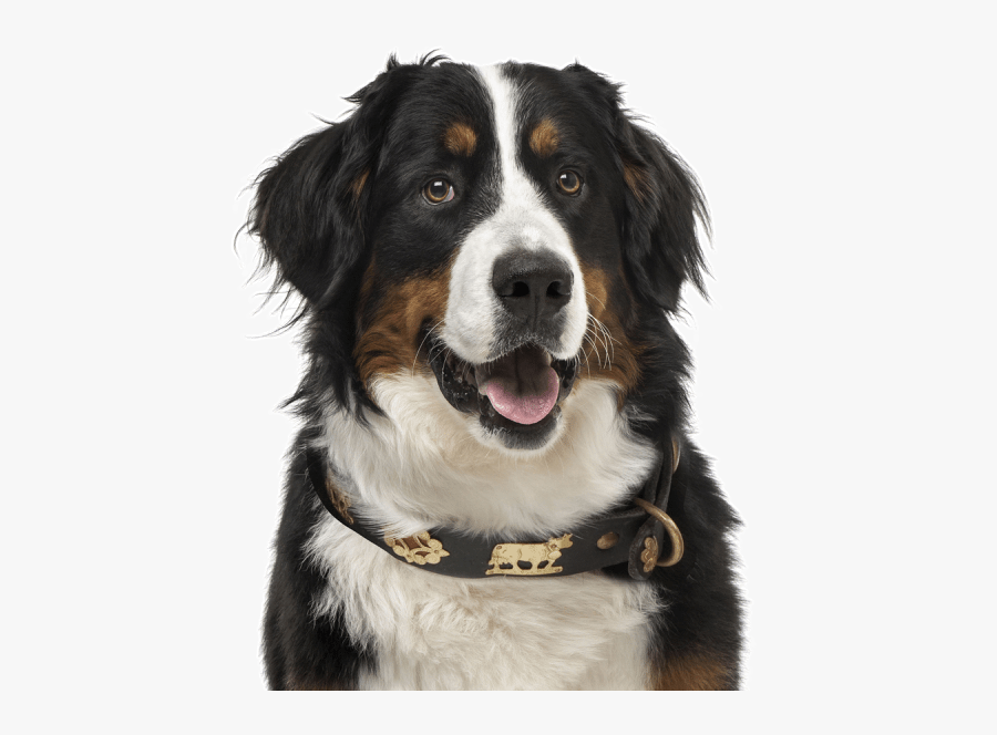 Clip Art Puppies Dogs Search - Bernese Mountain Dog Rescue, Transparent Clipart