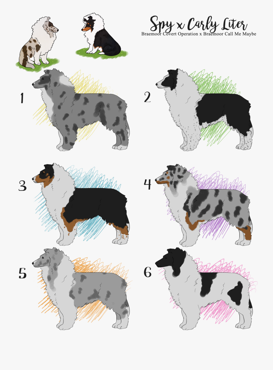 Dog Breed Border Collie Rough Collie Companion Dog - Smooth Collie, Transparent Clipart