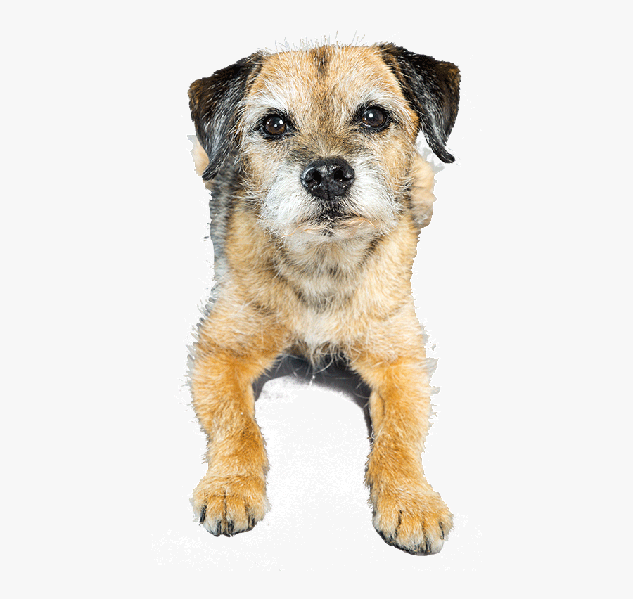 Clip Art Border Terrier Dog Breeds - Border Terrier, Transparent Clipart