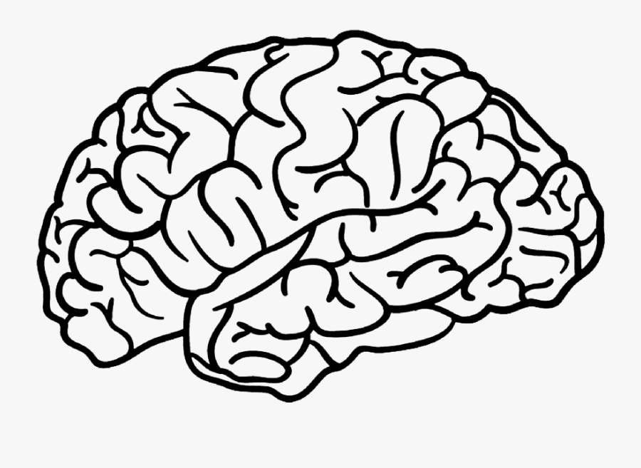 brain outline Outline Of A Brain Drawing Png , Free