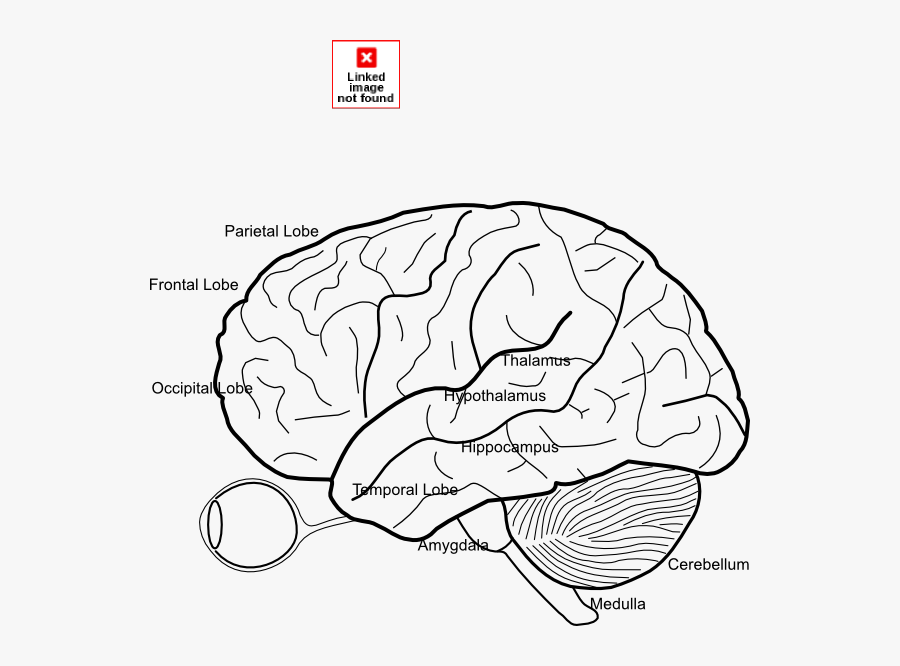 Transparent Background Brain Outline, Transparent Clipart