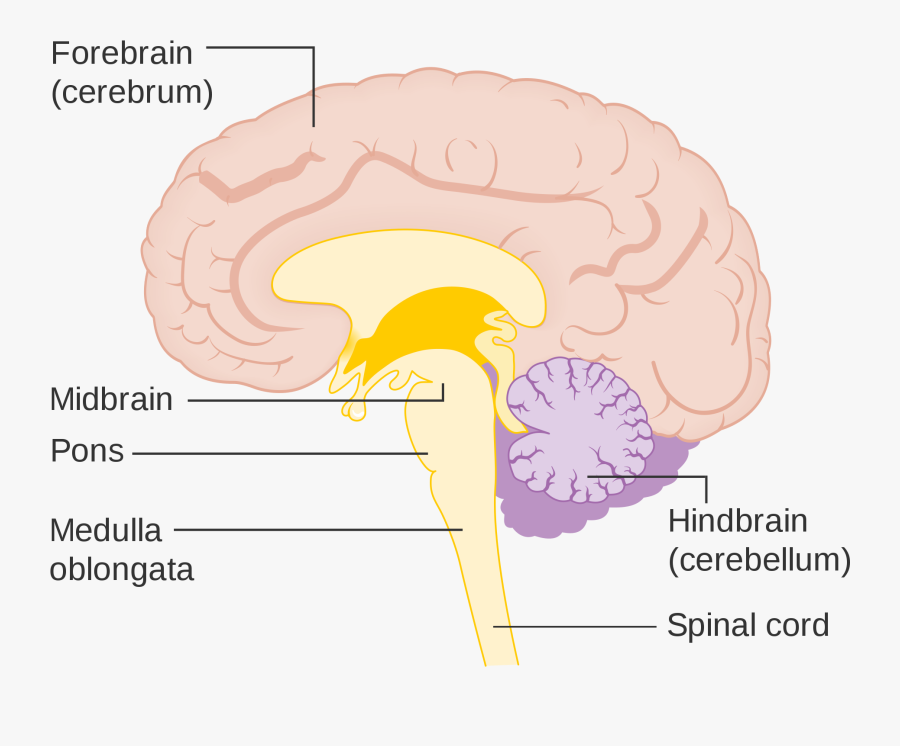 Transparent Brain Outline Png - Human Brain, Transparent Clipart