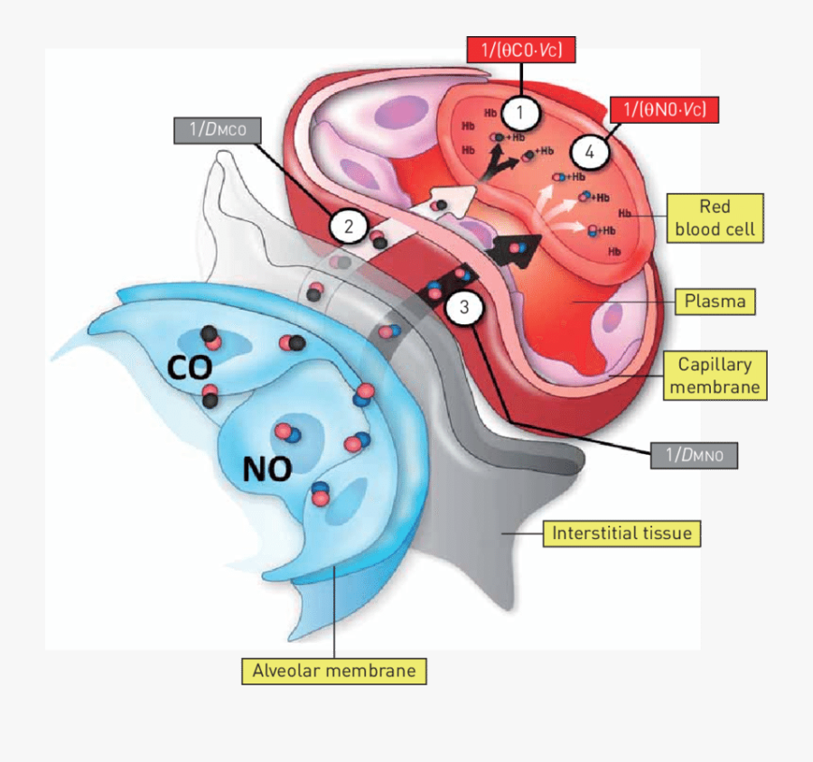 Diagram Of The Uptake Pathways For Inhaled Nitric Oxide Nitric Oxide