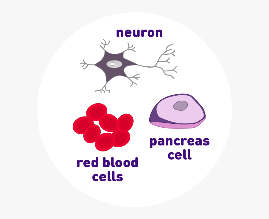 Neuron, Pancreas Cell, And Red Blood Cell Icons - Circle, Transparent Clipart