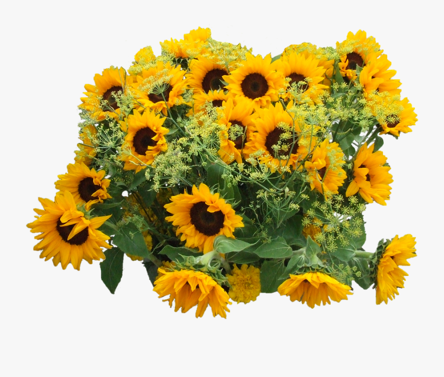 8 Kbyte, Directory, Field Of Sunflowers - Sunflower Bouquet Transparent, Transparent Clipart