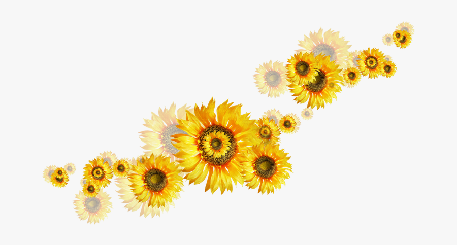 Girasoles Png, Transparent Clipart