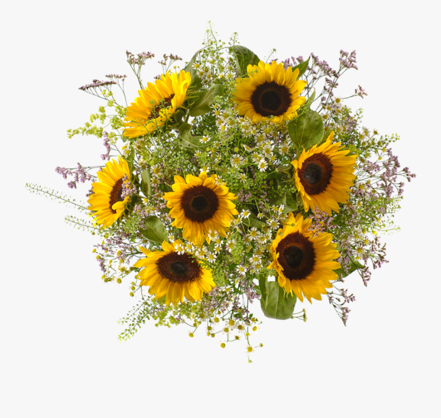 Sunflower, Transparent Clipart