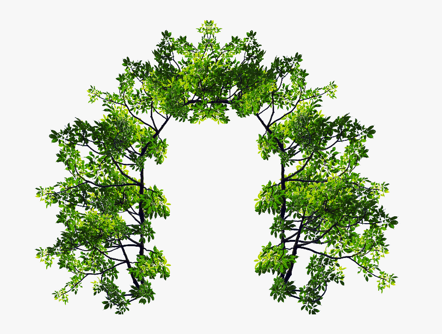 Leaves Branch Png - Leaves Arch, Transparent Clipart