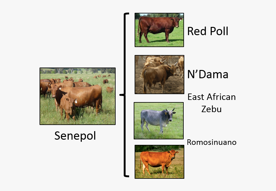Senepol Data - Crossbreeding Examples, Transparent Clipart