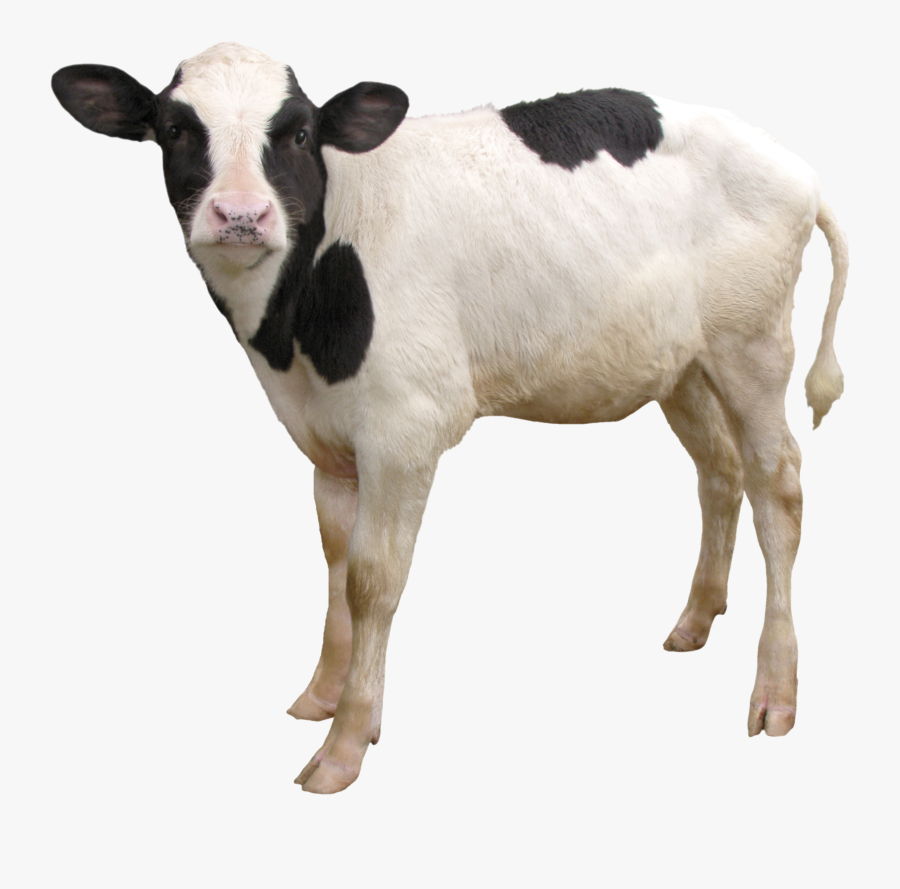Cow Png, Transparent Clipart