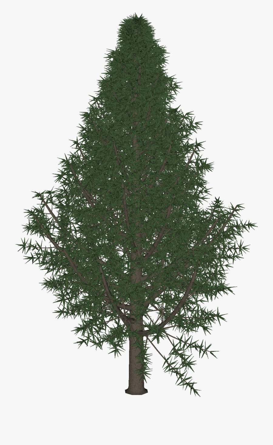 Christmas Tree In Daz Studio Format - Real Christmas Tree Plain, Transparent Clipart