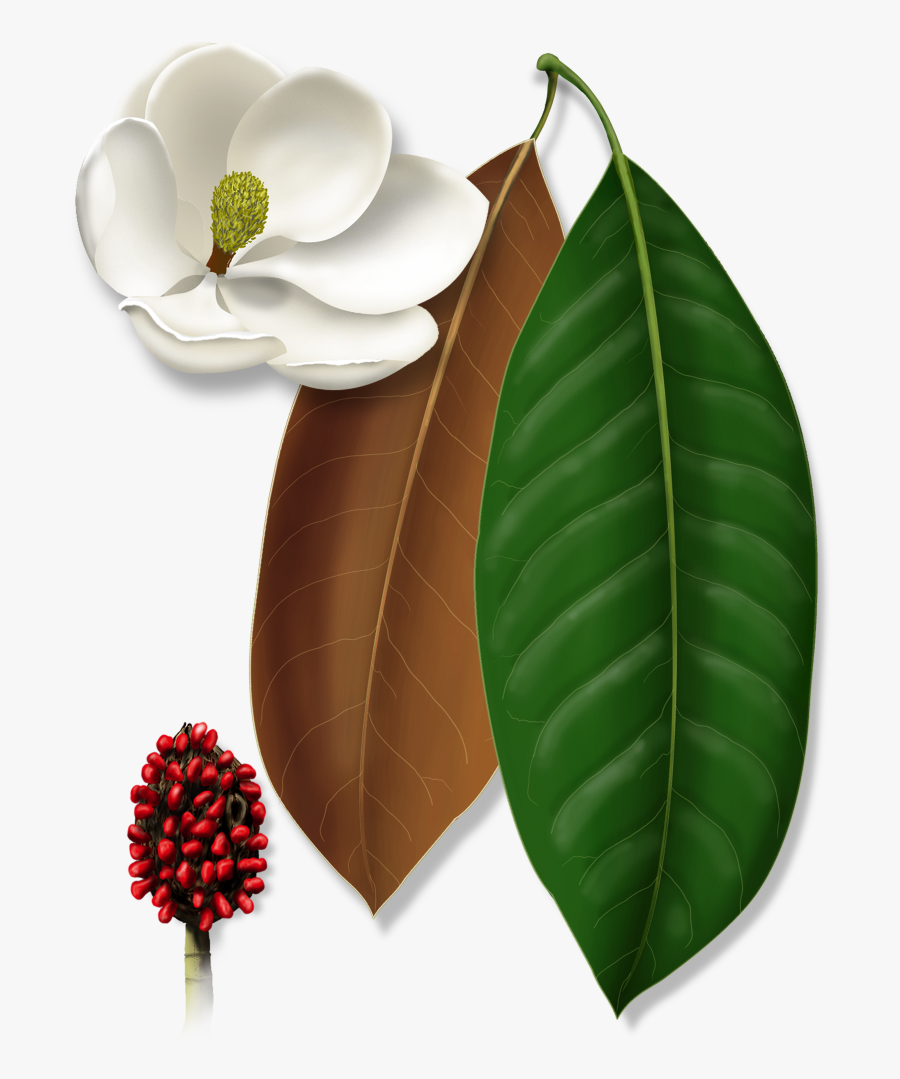 Expand Image - Berry, Transparent Clipart