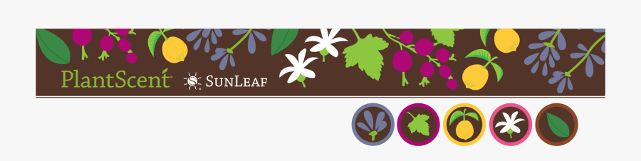 Jasmine, Transparent Clipart