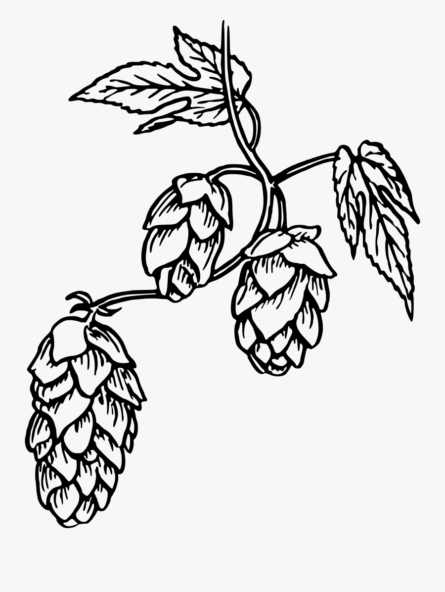 Jpg Free Hop Drawing Clipart - Beer Hop Plant Drawing, Transparent Clipart