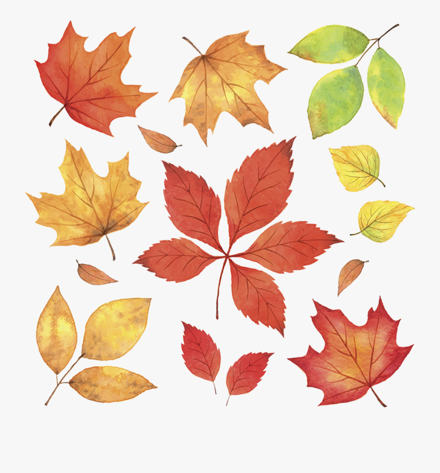 Clip Art Autumn Leaf Maple - Autumn Leaves Illustration, Transparent Clipart