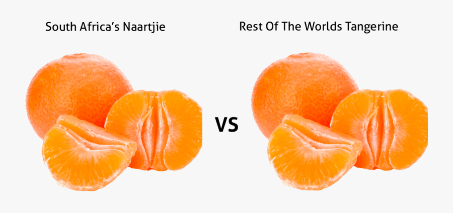 Tangerine Clipart Naartjie - Difference Between Tangerine And Naartjie, Transparent Clipart